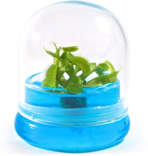 Algopix Similar Product 13 - BLOOMIFY Venus Flytrap Terrarium  Zero