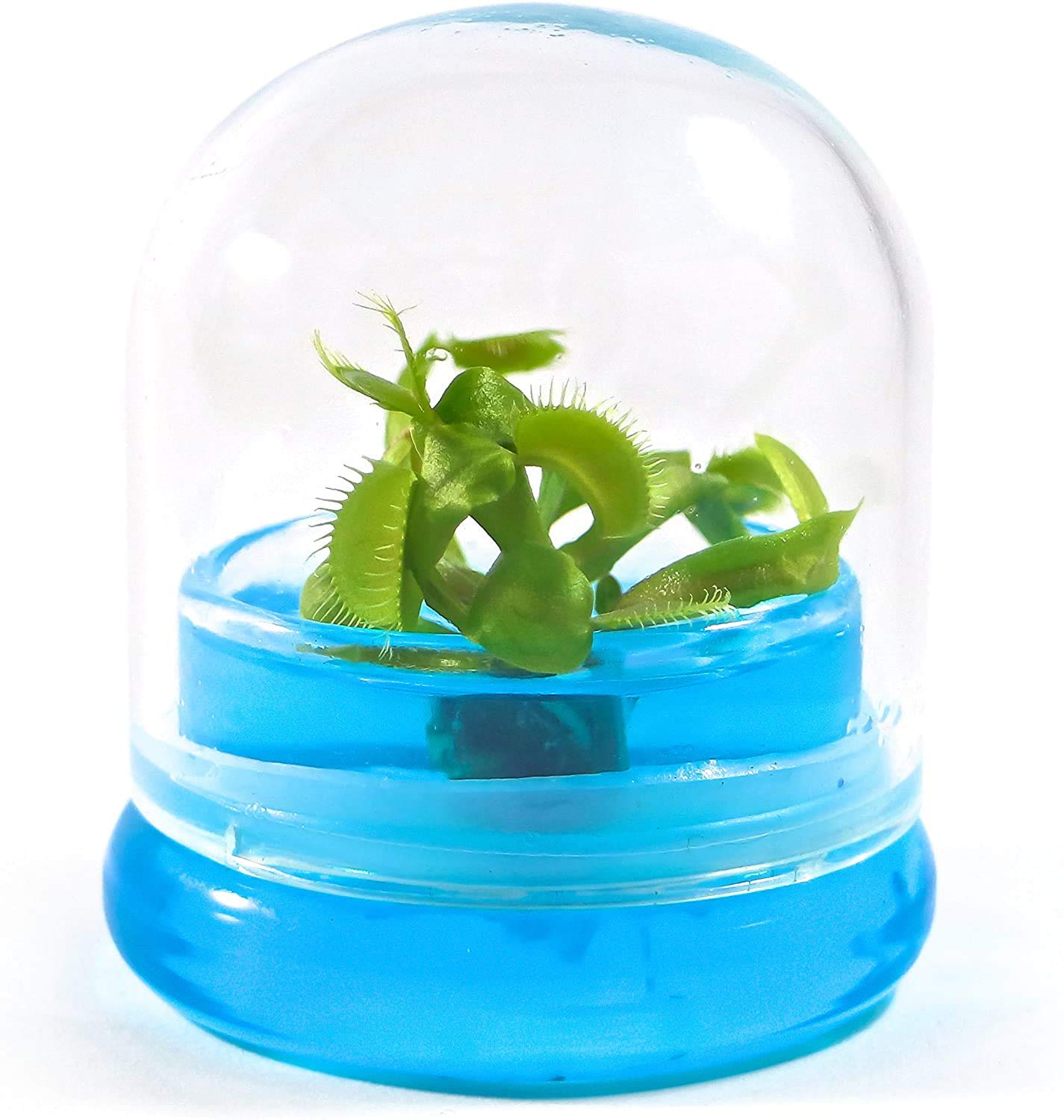 Algopix Similar Product 6 - BLOOMIFY Venus Flytrap Terrarium  Zero