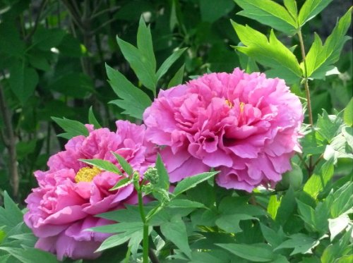 Algopix Similar Product 3 - Hanakisoi Japanese Tree Peony Perennial