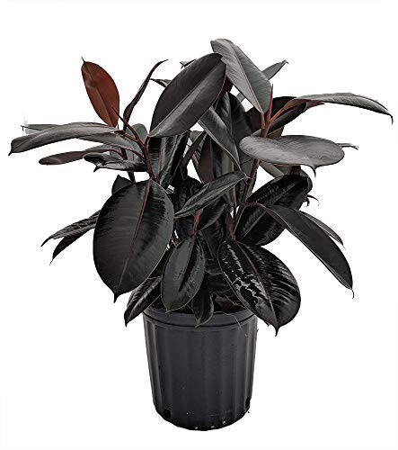 Algopix Similar Product 8 - Burgundy Rubber Tree Plant  Ficus  an