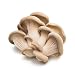 Algopix Similar Product 1 - PRODUCE Organic Oyster Mushrooms, 3.5 OZ