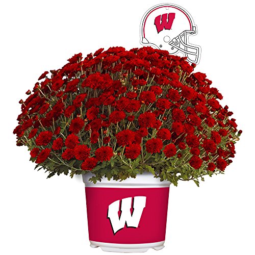 Algopix Similar Product 7 - Sporticulture Wisconsin Badgers Color