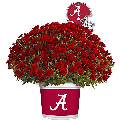 Algopix Similar Product 11 - Sporticulture Alabama Crimson Tide