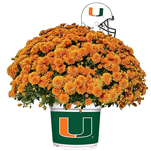 Algopix Similar Product 2 - Sporticulture Miami Hurricanes Color