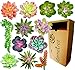Algopix Similar Product 20 - Fake Succulent Plants Realistic 12
