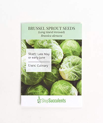 Algopix Similar Product 13 - Shop Succulents Brussel Sprout Seeds