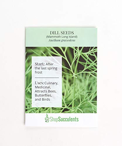 Algopix Similar Product 12 - Shop Succulents Dill Seeds, Pack of 850