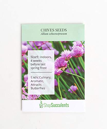 Algopix Similar Product 1 - Shop Succulents Chives Seeds Pack of
