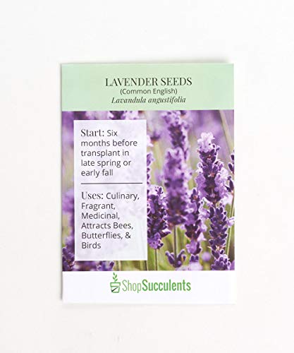 Algopix Similar Product 17 - Shop Succulents Lavender Seeds Pack of