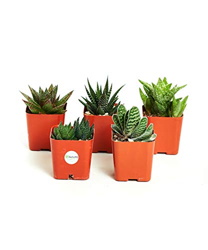 Algopix Similar Product 2 - Shop Succulents Haworthia and Aloe 2