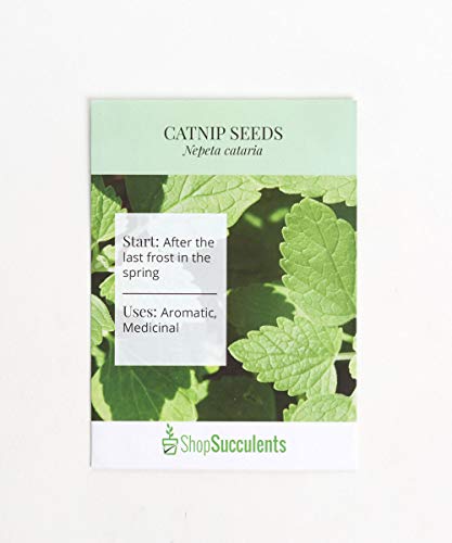 Algopix Similar Product 4 - Shop Succulents Catnip Seeds Pack of