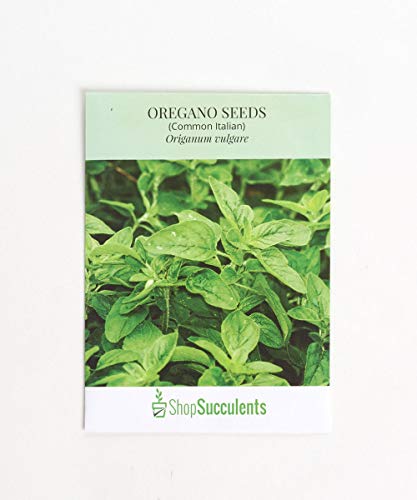 Algopix Similar Product 4 - Shop Succulents Oregano Seeds Pack of
