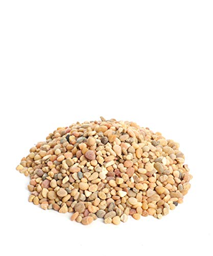 Algopix Similar Product 7 - Shop Succulents 2lb of Coral Rock, 2 lb