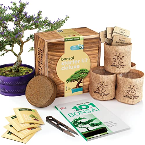 Algopix Similar Product 4 - AllinOne Premium Bonsai Tree Kit 
