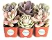 Algopix Similar Product 12 - Shop Succulents  Soft Pink Collection