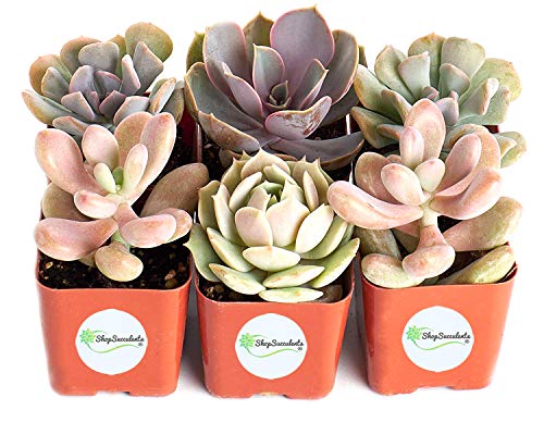 Algopix Similar Product 9 - Shop Succulents  Soft Pink Collection