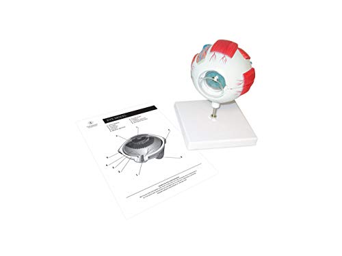 Algopix Similar Product 19 - Anatomy Human Eye with Sclera Model by