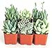 Algopix Similar Product 19 - Shop Succulents Soft Pink Collection
