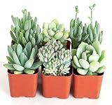 Algopix Similar Product 1 - Shop Succulents  Soft Pink Collection