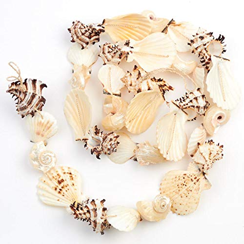 Algopix Similar Product 9 - Factory Direct Craft Natural Seashell