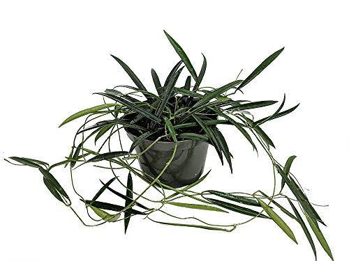 Algopix Similar Product 11 - Bamboo Leaf Wax Plant  Hoya kentiana 