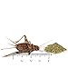 Algopix Similar Product 20 - Joshs Frogs 34 GUTLOADED Banded