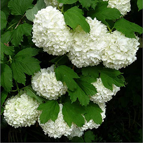 Algopix Similar Product 12 - European Snowball Viburnum opulus 