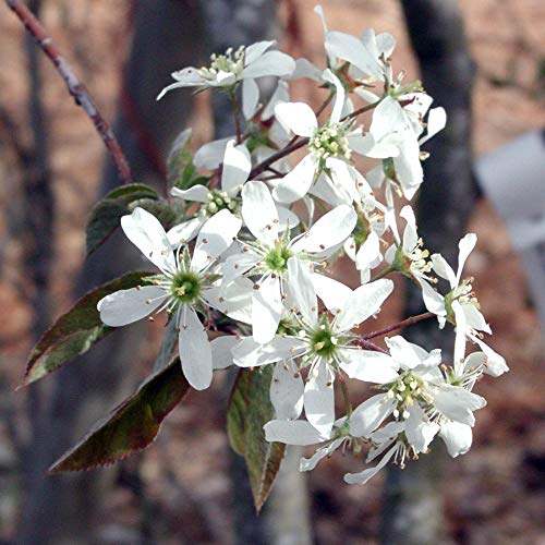 Algopix Similar Product 18 - Rainbow Pillar Serviceberry Tree 