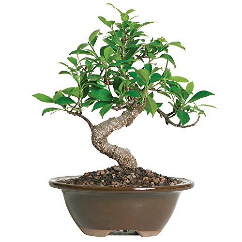 Algopix Similar Product 10 - Brussels Live Golden Gate Ficus Indoor