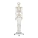 Algopix Similar Product 10 - Buddy the Budget Skeleton1021930 