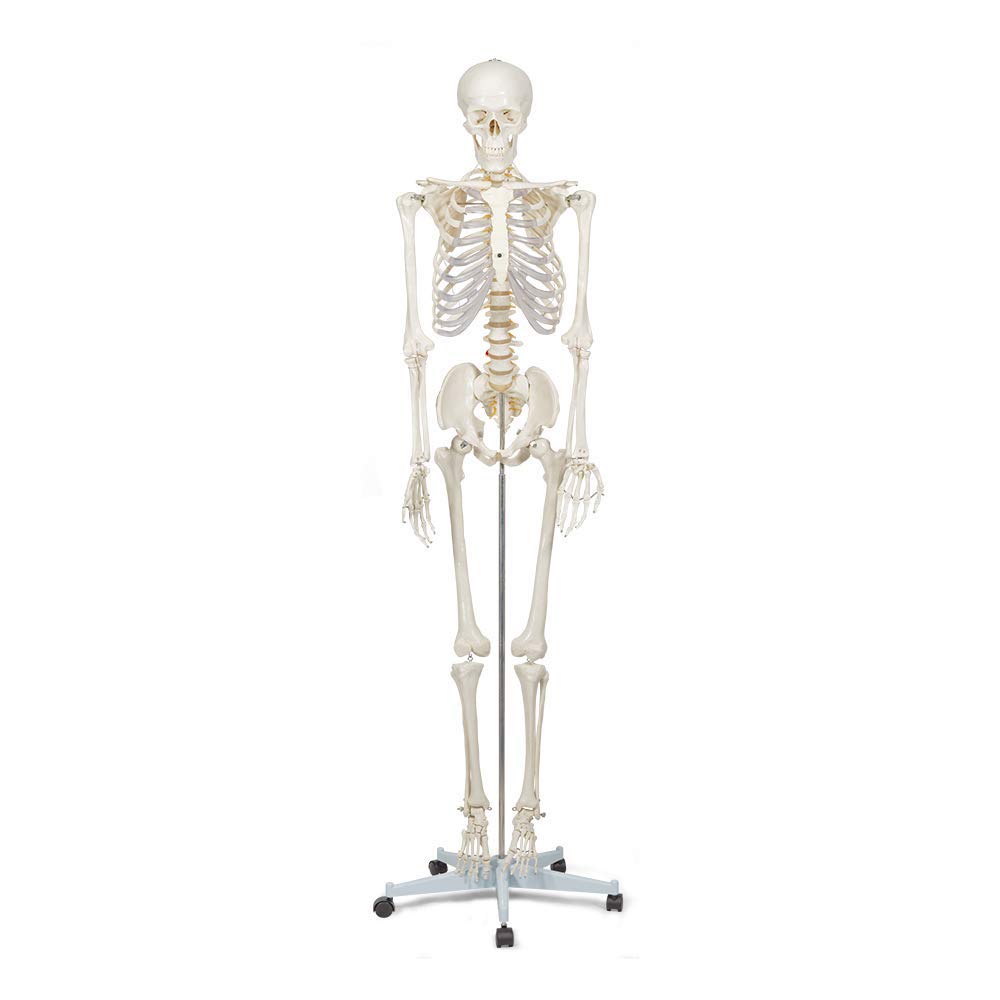 Algopix Similar Product 5 - Buddy the Budget Skeleton1021930