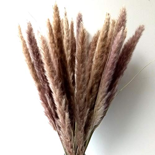 Algopix Similar Product 17 - Dongliflower 60 Pcs Natural Small