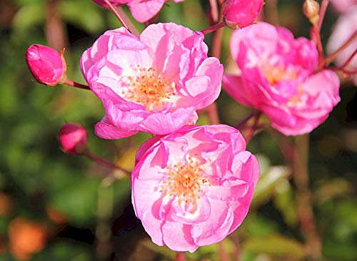 Algopix Similar Product 16 - Lavender Meidiland Shrub Rose  4 Pot