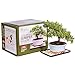 Algopix Similar Product 18 - Brussel's Bonsai bonsai, Green