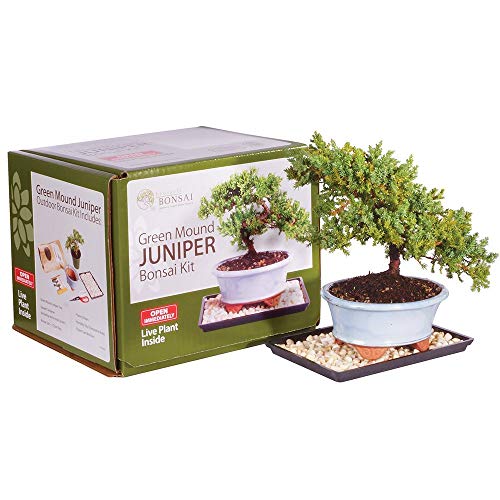 Algopix Similar Product 5 - Brussel's Bonsai bonsai, Green