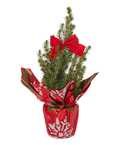 Algopix Similar Product 5 - Bloomsz 10473 Alberta Spruce in 5 Pot