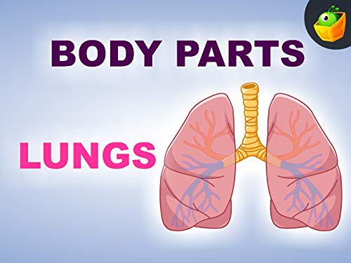 Algopix Similar Product 16 - Lungs