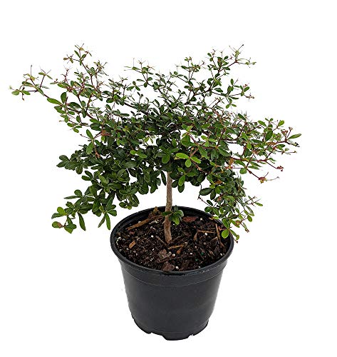 Algopix Similar Product 20 - Dwarf Black Olive Tree  Indoors or Out