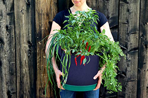 Algopix Similar Product 16 - Seedsheet Grow Your Own Hot Sauce