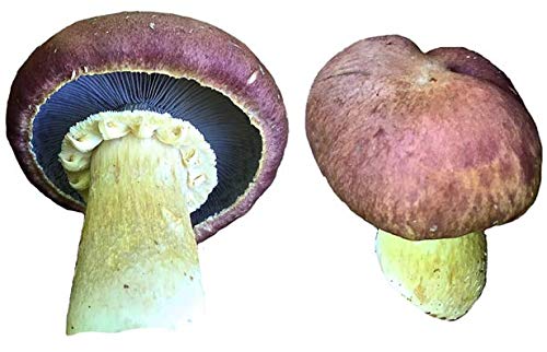 Algopix Similar Product 20 - Wine Cap stropharia Stropharia