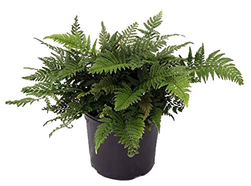 Algopix Similar Product 1 - Rare Korean Rock Fern  Polystichum