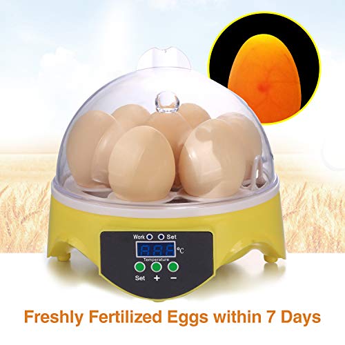 Algopix Similar Product 3 - Currens Egg Incubator New Digital Mini
