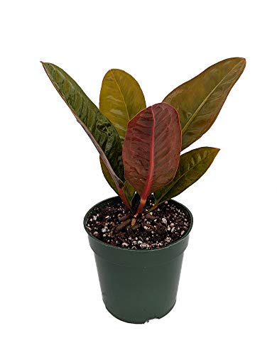 Algopix Similar Product 16 - Birds Nest Anthurium superbum  Easy