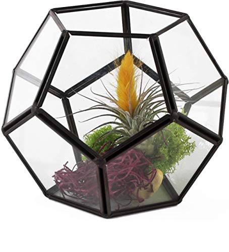 Algopix Similar Product 15 - Circleware Terraria Glass Terrarium