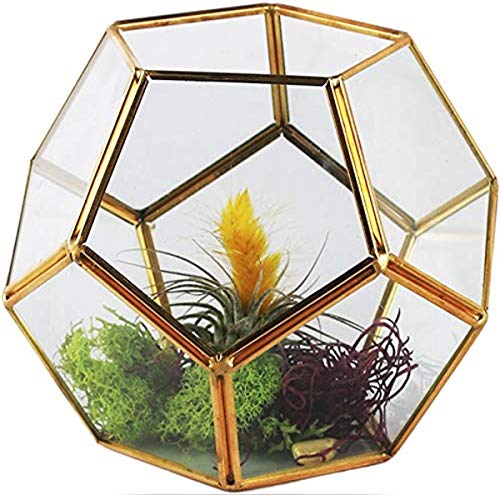 Algopix Similar Product 4 - Circleware Terraria Terrarium