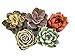 Algopix Similar Product 6 - Succulents Plants Live 3Pack 2