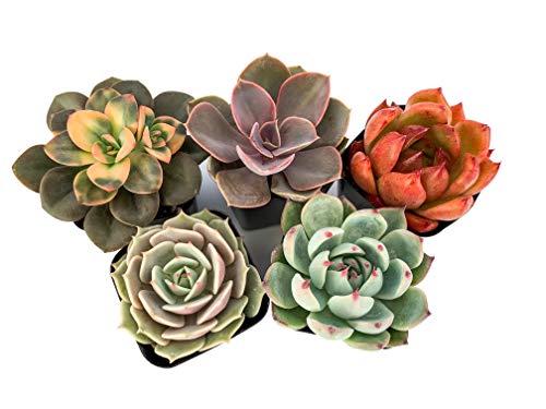 Algopix Similar Product 8 - Succulents Plants Live 3Pack 2