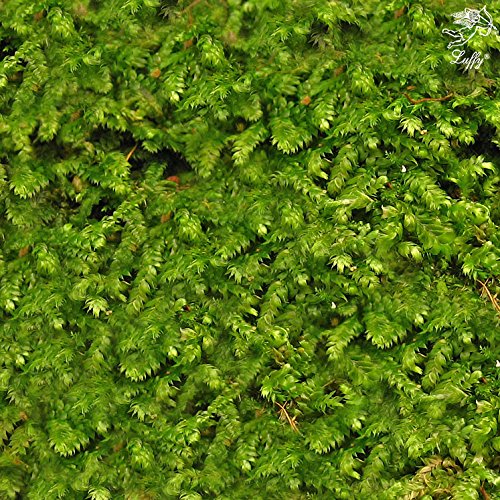 Algopix Similar Product 5 - Luffy Wild Christmas Moss