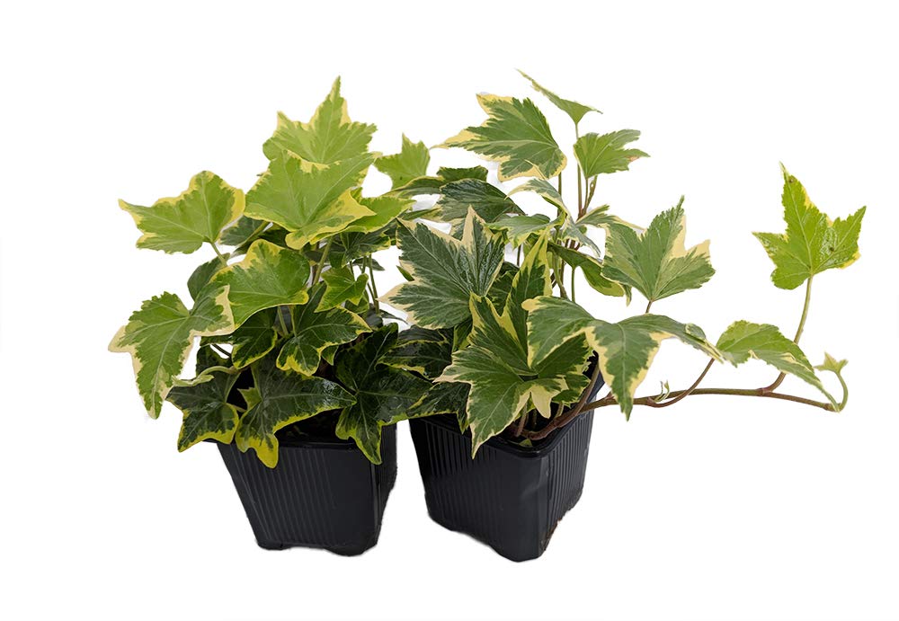 Algopix Similar Product 9 - Gold Child English Ivy  Hardy