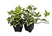 Algopix Similar Product 2 - Gold Child English Ivy  Hardy